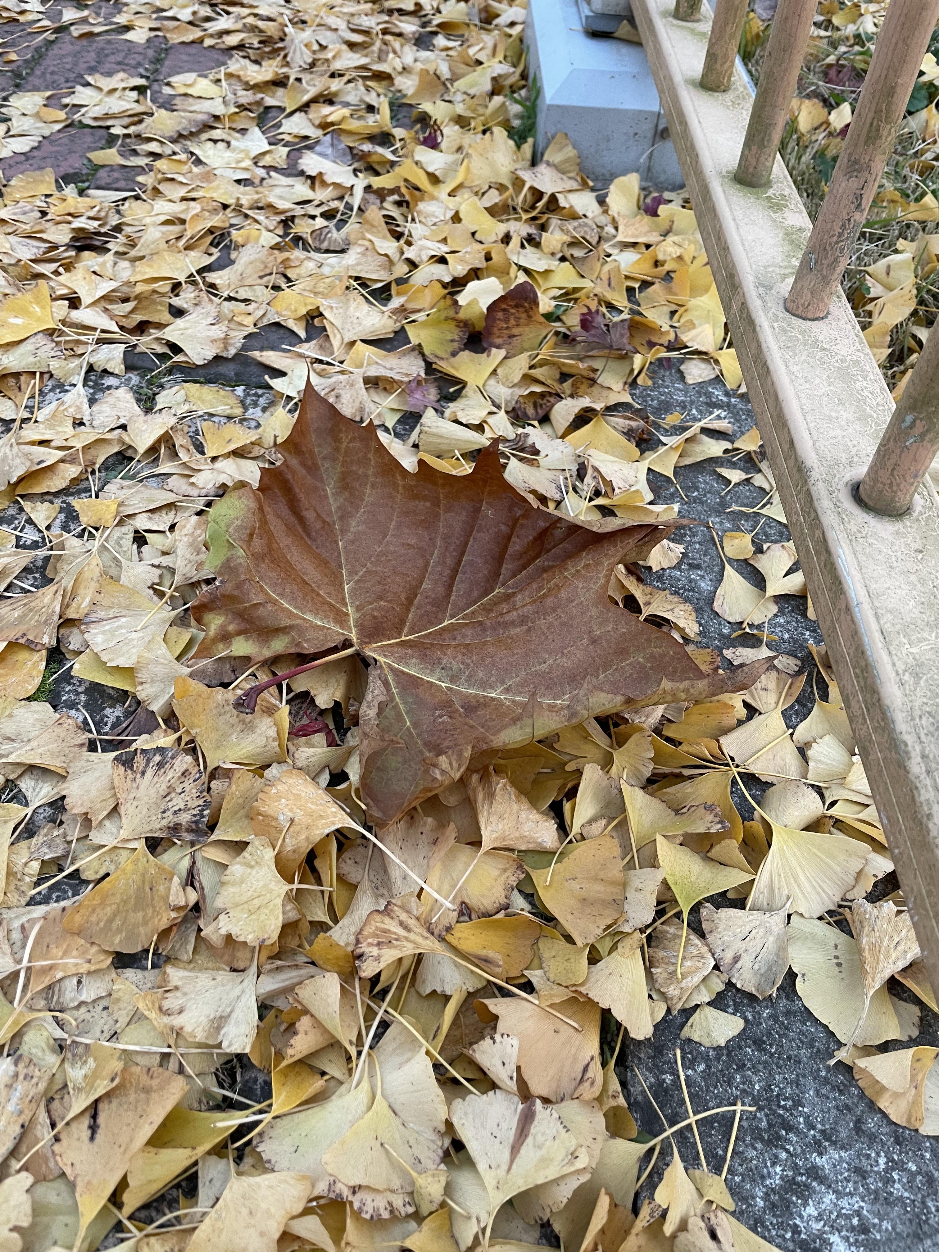 도로에 떨어져 있는 낙엽
