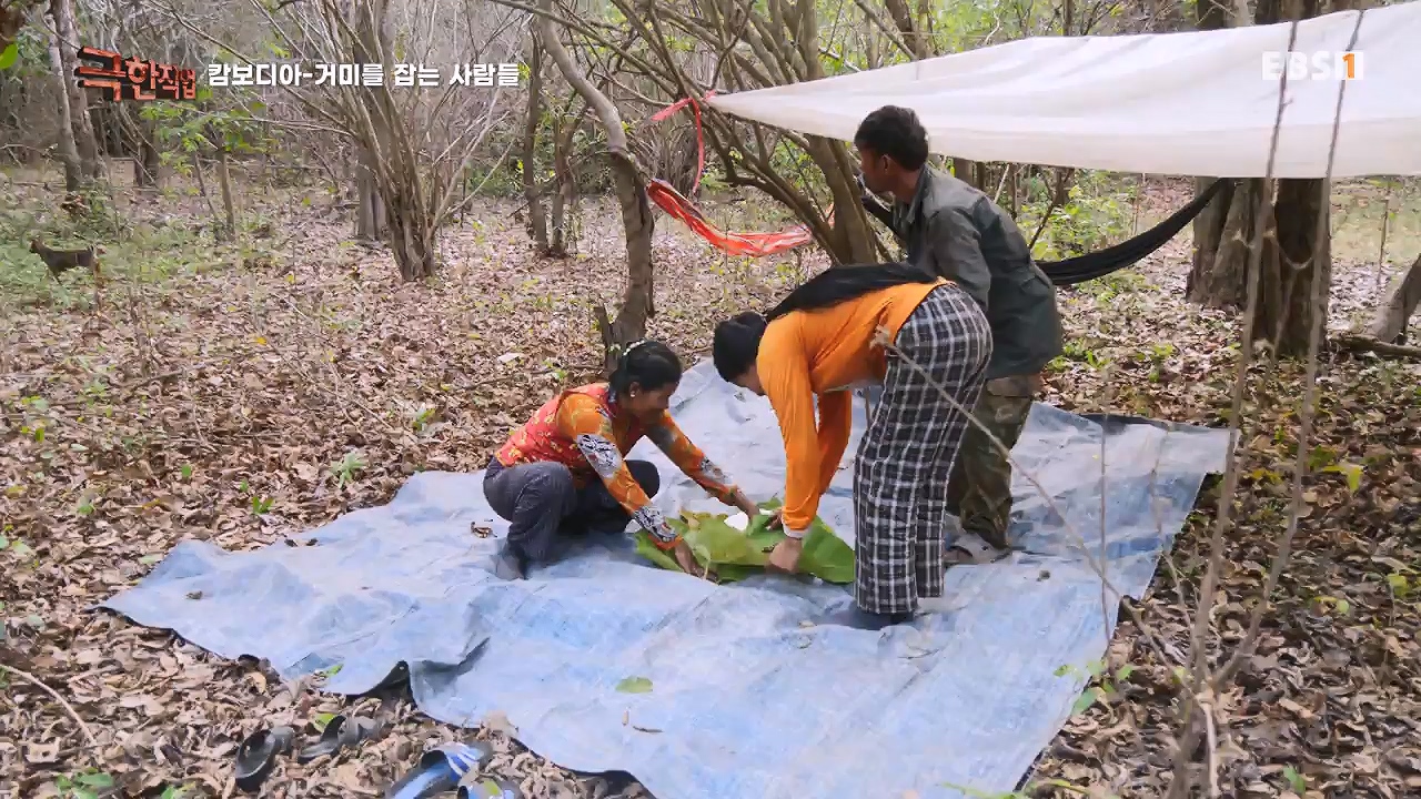 TV - 전 국민의 평생학교 EBS캄보디아 - 독충을 잡는 사람들.mp4_20230501_173408.382.jpg