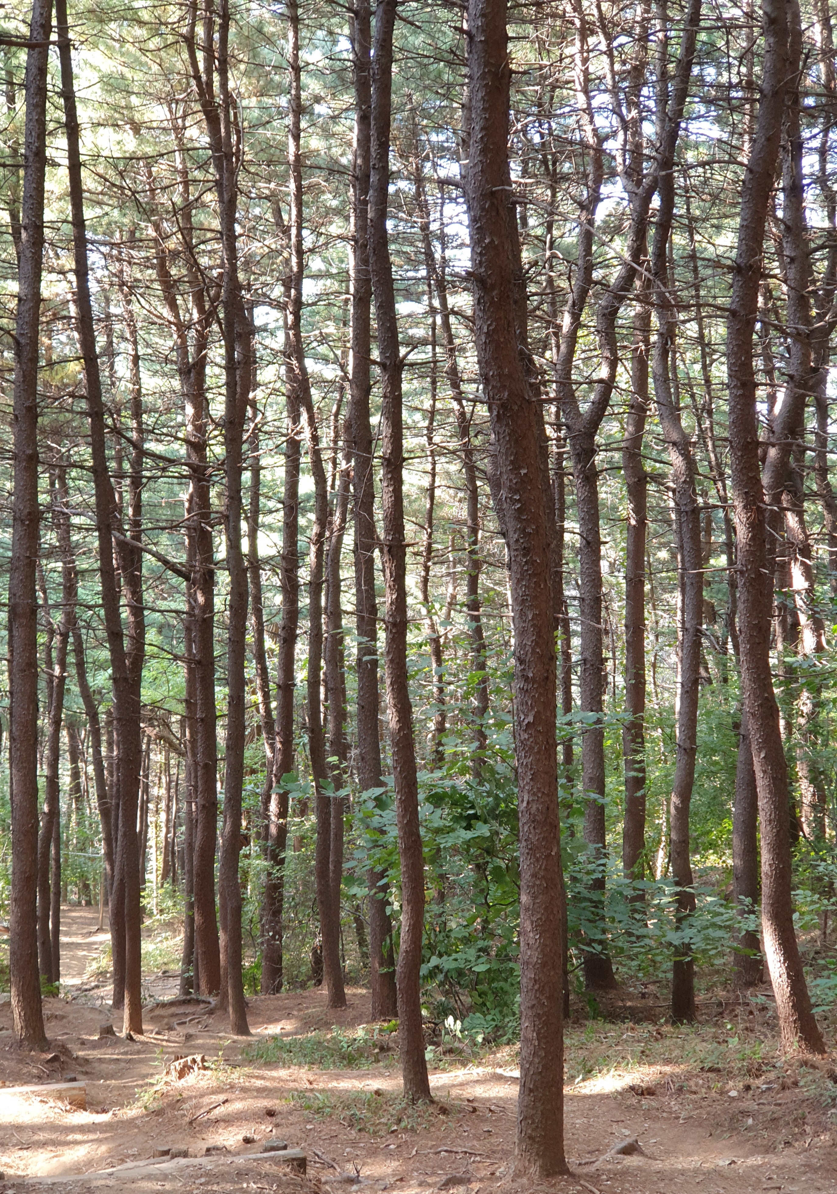 소나무숲