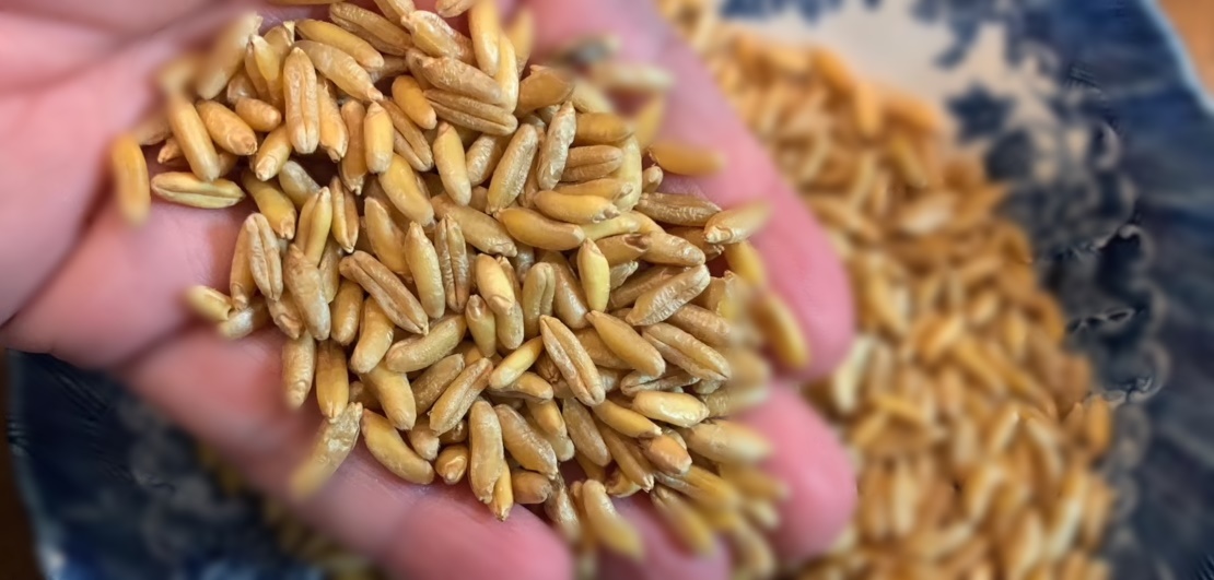 호라산밀 카무트쌀 당뇨에 좋은쌀 9