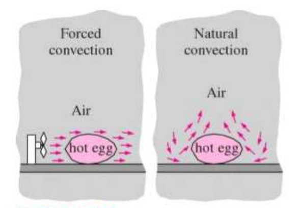 The cooling of a boiled egg by forced and natural convection