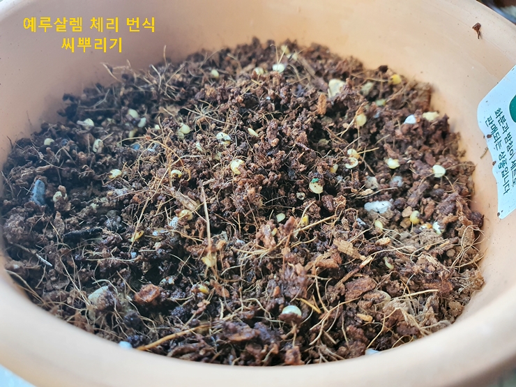 예루살렘 체리 씨앗 뿌리기
