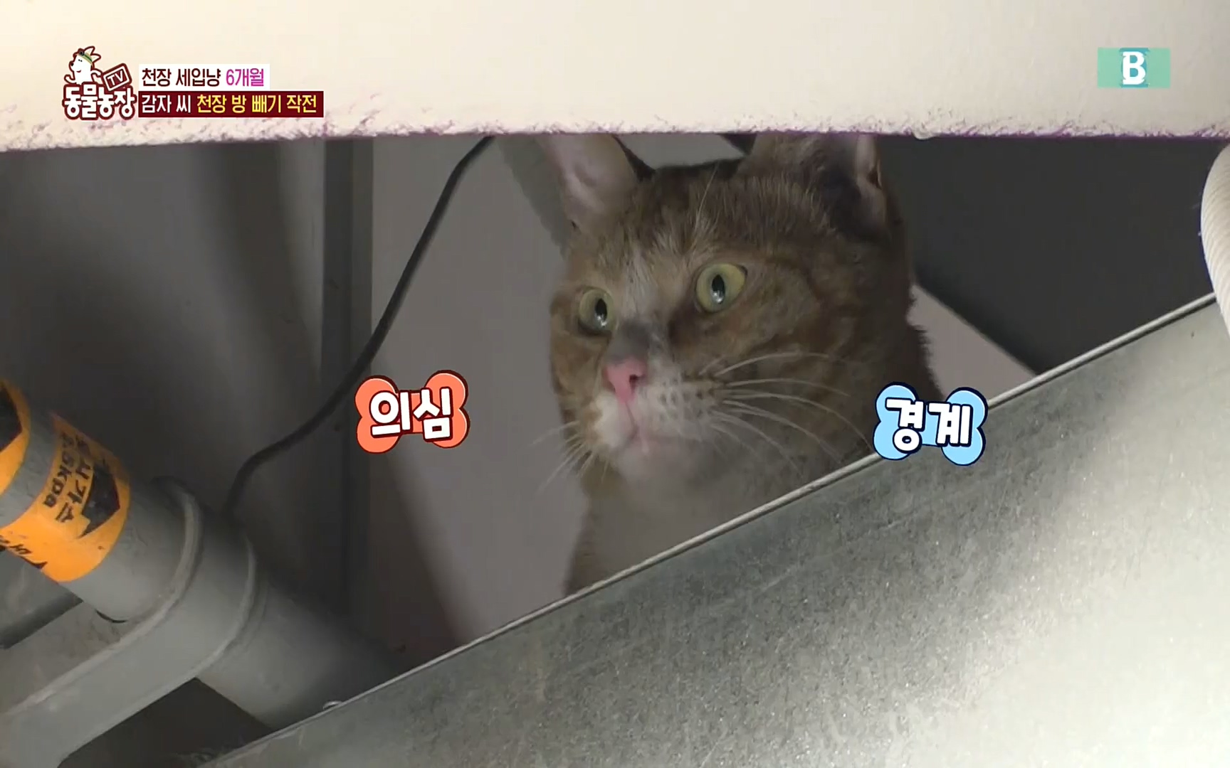 TV 동물농장.E1081.220807p.H264-F1RST.mp4_20220807_213625.336.jpg