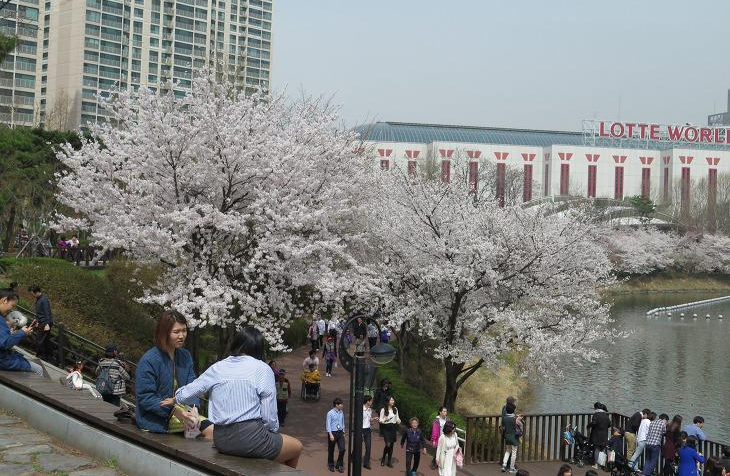 2014 석촌호수 벚꽃축제 [점심시간에 떠나는 가까운 여행 – 벚꽃 개화]