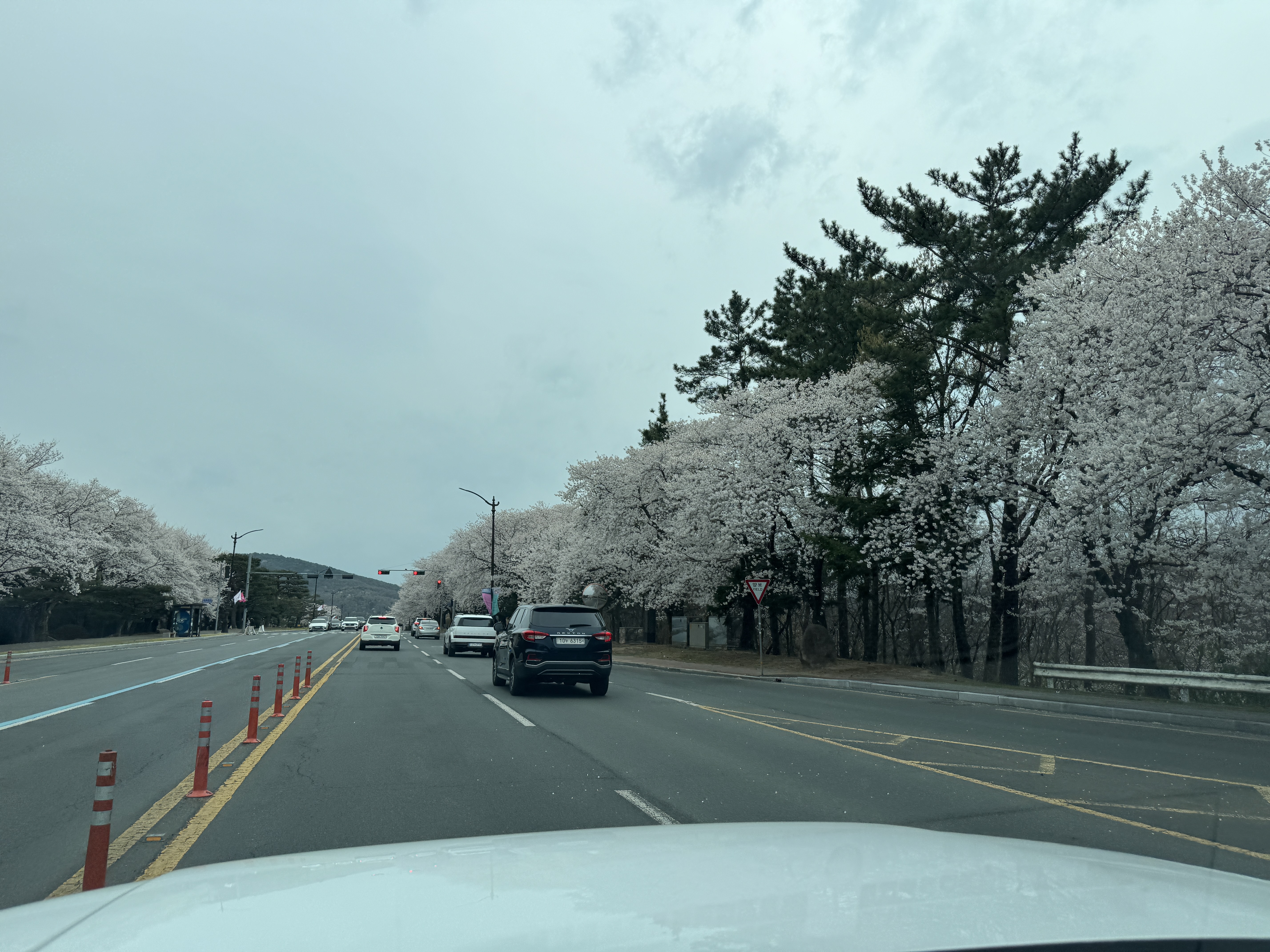 경주보문단지벚꽃