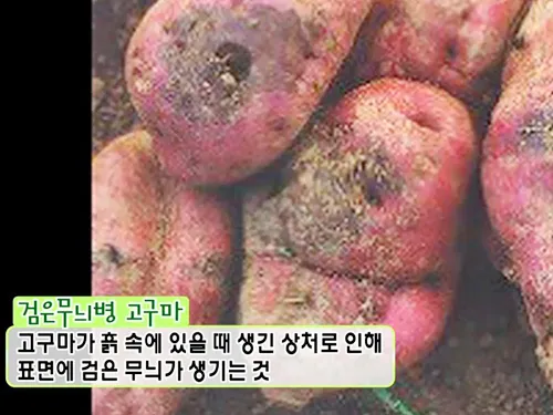 썩은 고구마 구별법 안전하게 먹기_7