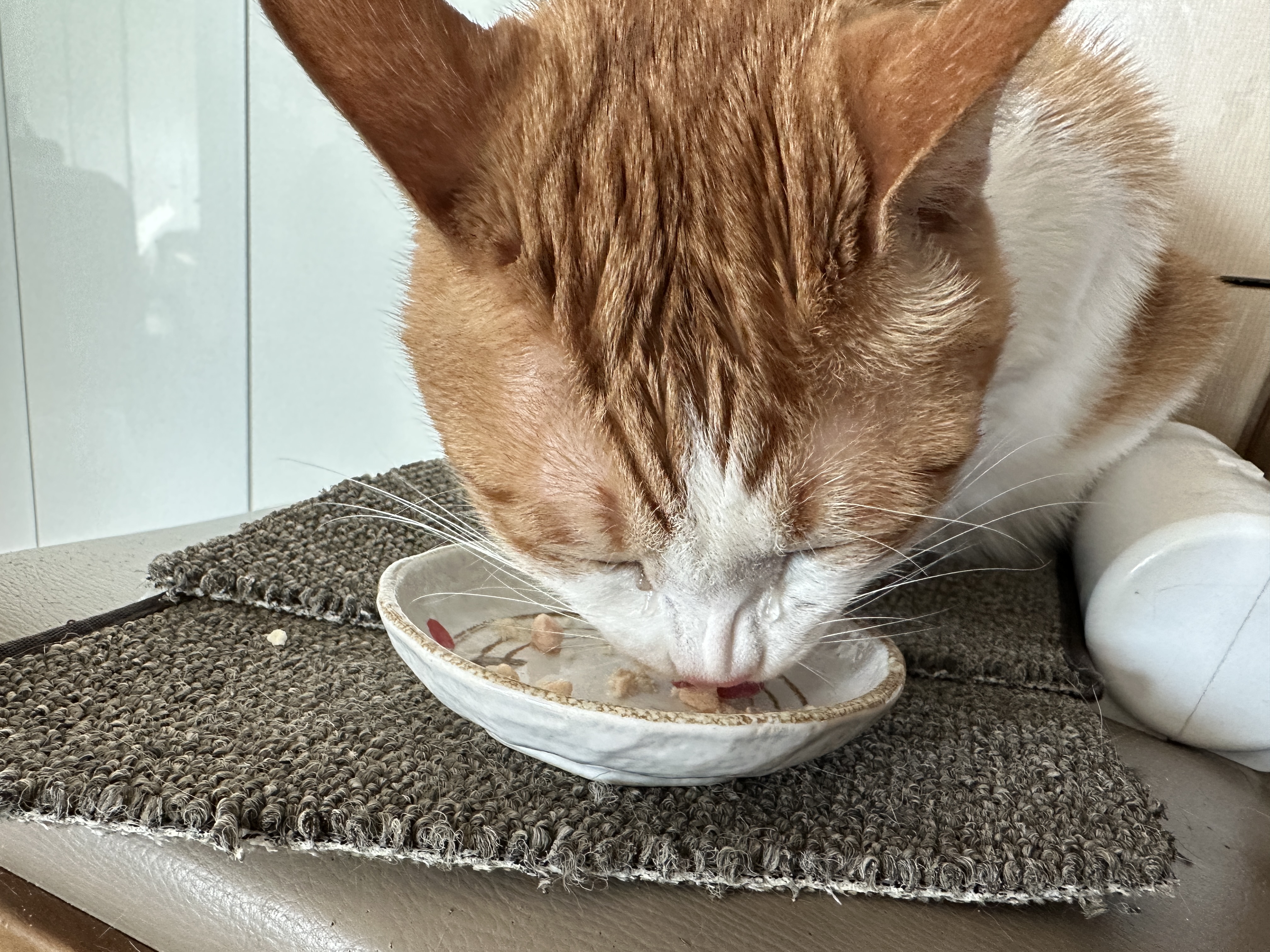 고양이들 평일 아침 간식시간 (feat.간식으로 물먹이기)