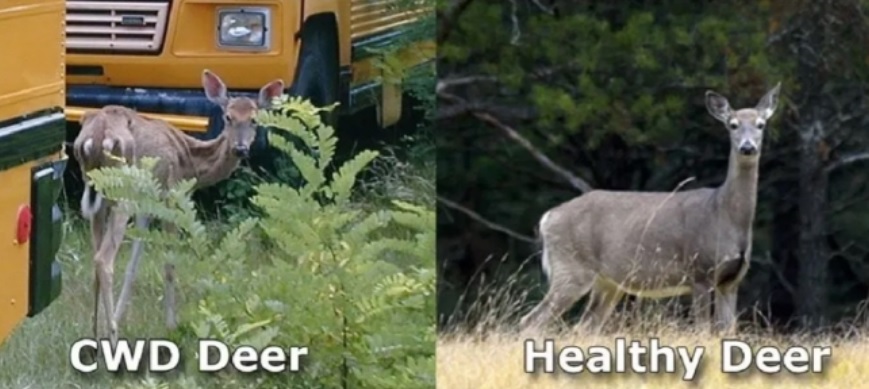 CWD 사슴과 건강한 사슴 비교 사진.