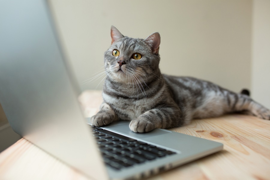 노트북-위의-고양이