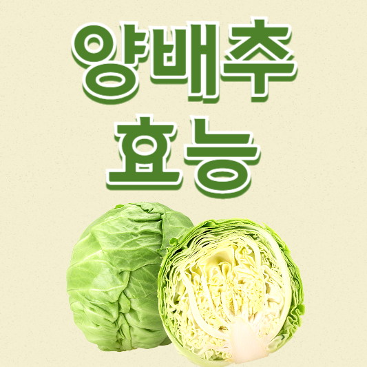우리 몸에 도움이 되는 양배추 효능