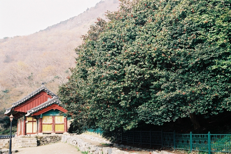 고창 선운사 동백나무 숲