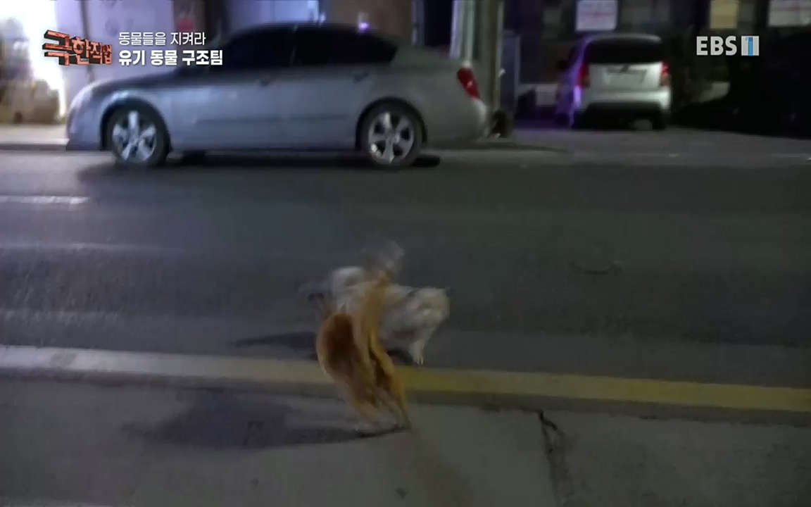 TV - 교육의 중심 EBS동물들을 지켜라, 수의사와 유기 동물 구조팀.mp4_20220913_200153.074.jpg