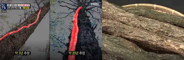 당뇨에 최고로 좋은 :: 송담 효능 , 송담 먹는 방법 복용법