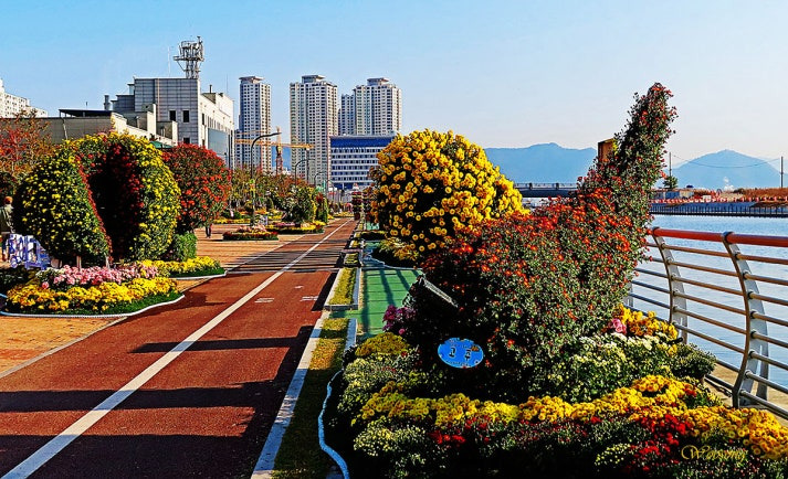 마산가고파국화축제1