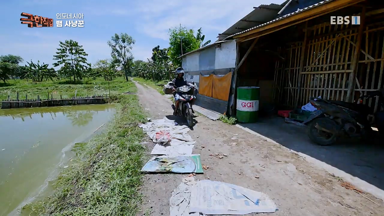 TV - 교육의 중심 EBS인도네시아 뱀사냥꾼.mp4_20221211_181501.445.jpg