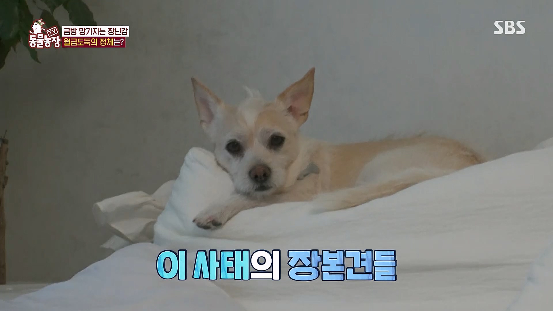 TV 동물농장.E1106.230129p.H264-F1RST.mp4_20230130_192725.007.jpg