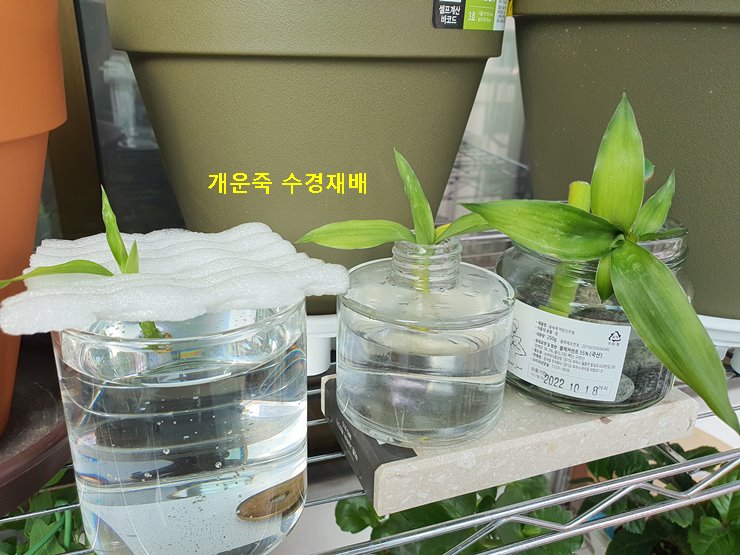 개운죽 새싹과 줄기 수경재배
