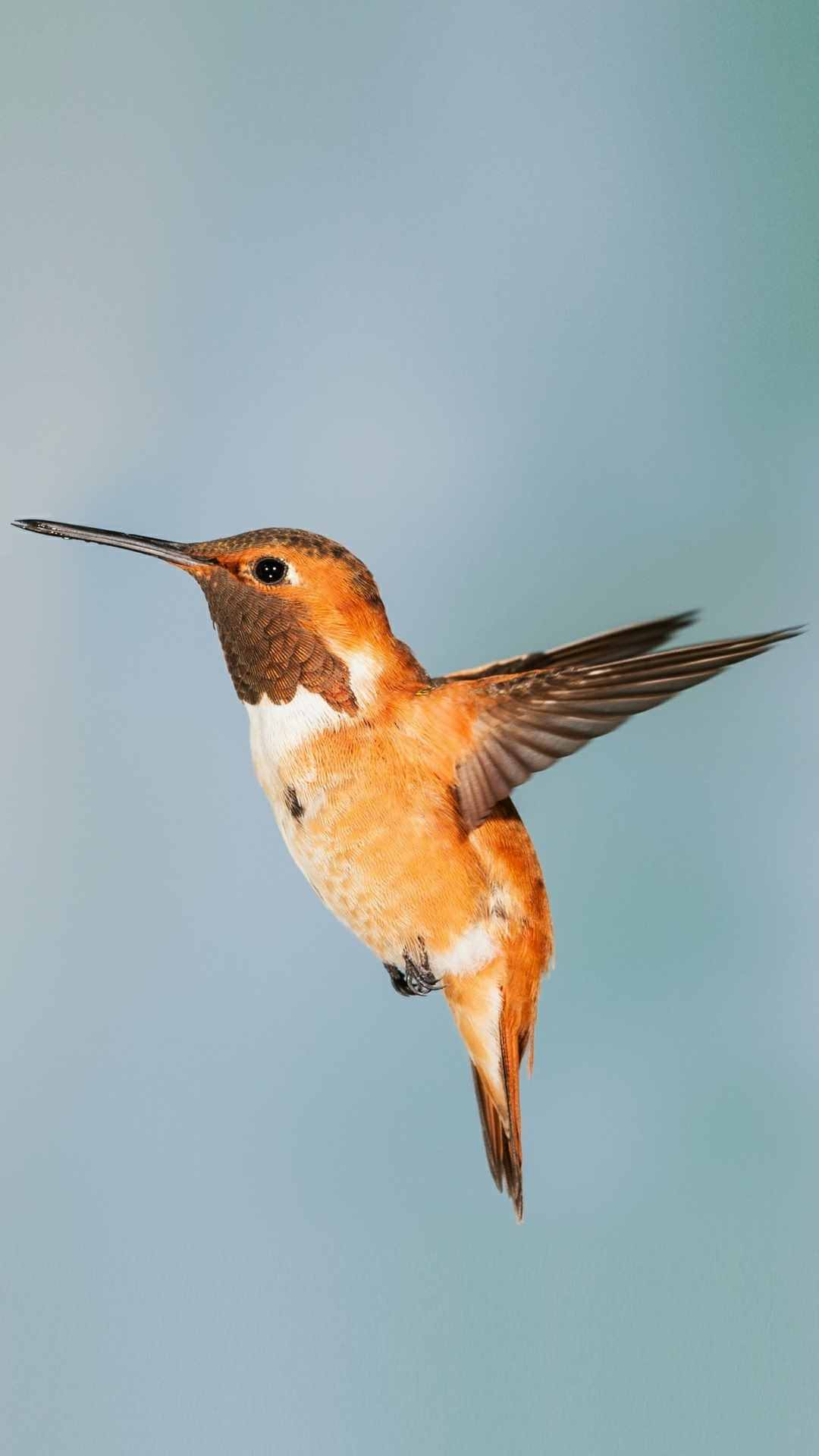 Hummingbird Animal Photo iPhone Wallpaper