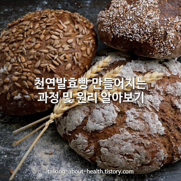천연 발효빵 만들어지는 과정 및 원리