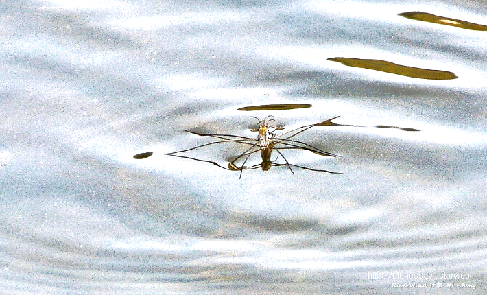 소금쟁이 Water strider