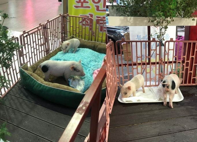  정육점 앞 홍보용 '살아있는 아기돼지'..욕도 아깝다" [영상]