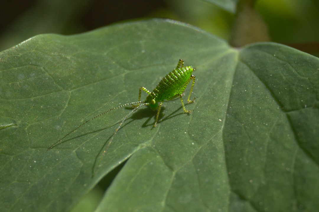 Aphid