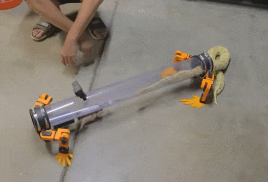 뱀을 사랑한 유튜버&#44; 로봇 다리를 만들어 주다 VIDEO: YouTuber decides to fix snakes&#44; constructs robotic legs for them to wear