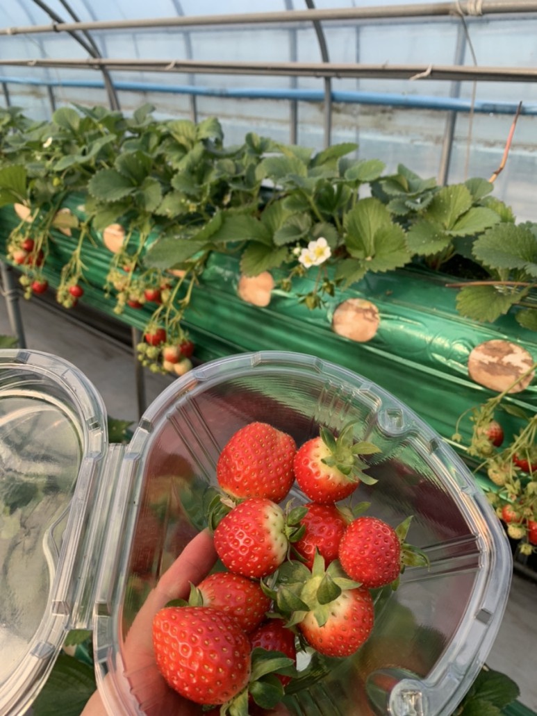 정현딸기농장, 40