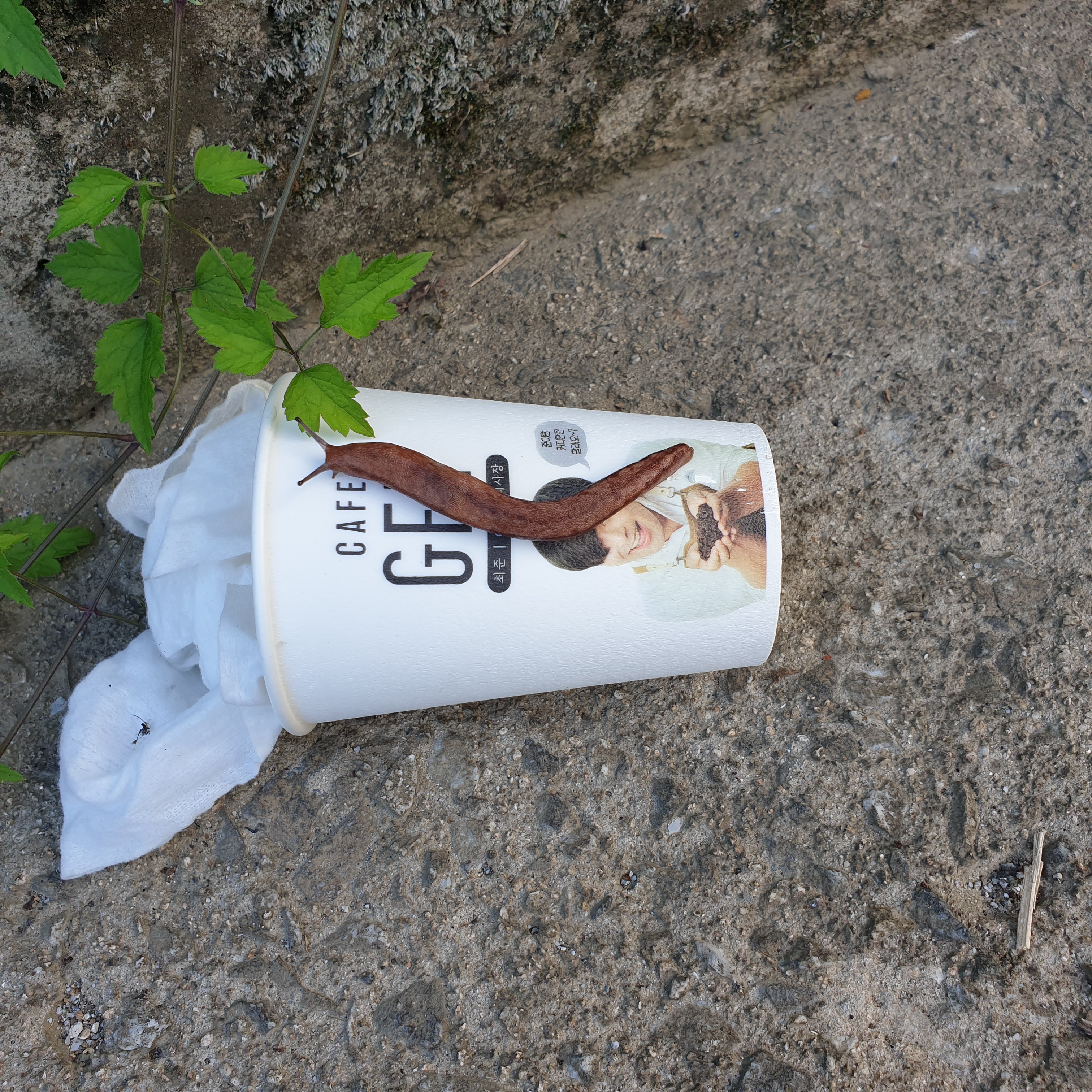  도로 위로 나온 민달팽이 안전한 자리로 옮기고