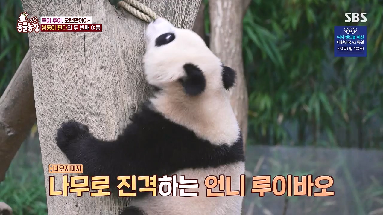 TV 동물농장.E1181.240722p-NEXT.mp4_20240721_165547.745.jpg