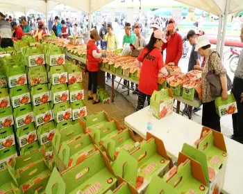 퇴촌 토마토 축제_12