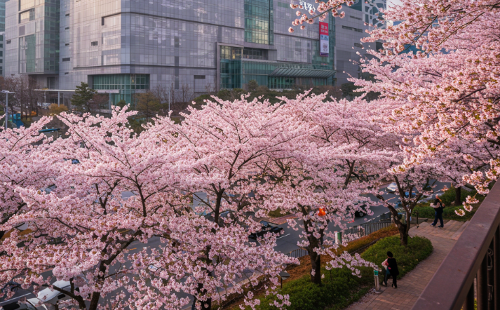 삼성동 벚꽃 사진
