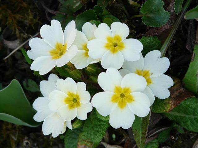앵초, Primula vulgaris