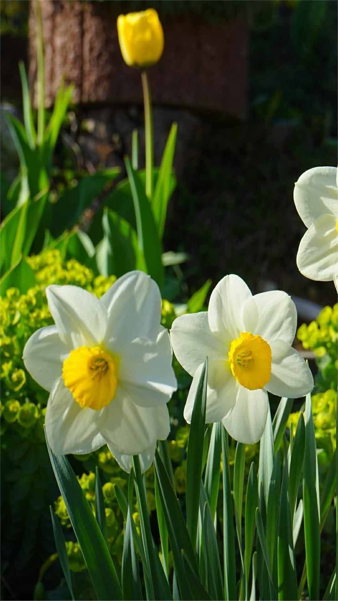 Daffodil Flower iPhone Wallpaper
