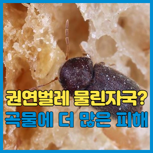 권연벌레 물림
