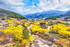 전남 구례군 산수유나무 사진입니다.