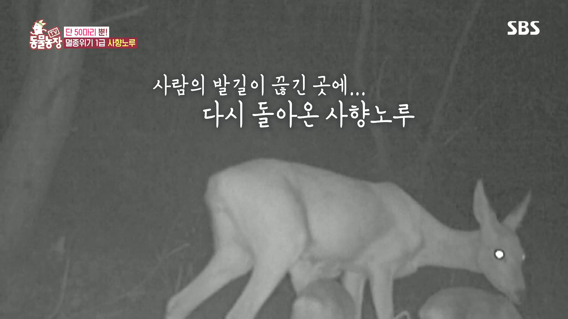 TV 동물농장.E1185.240818p.H264-F1RST.mp4_20240818_161132.994.jpg