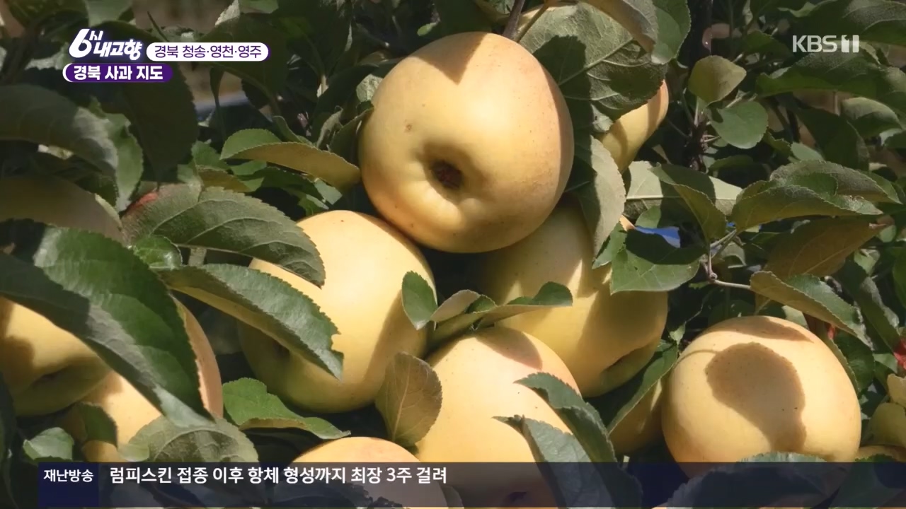 6시 내고향.E7907.231108p.H264-F1RST.mp4_20231108_204728.008.jpg