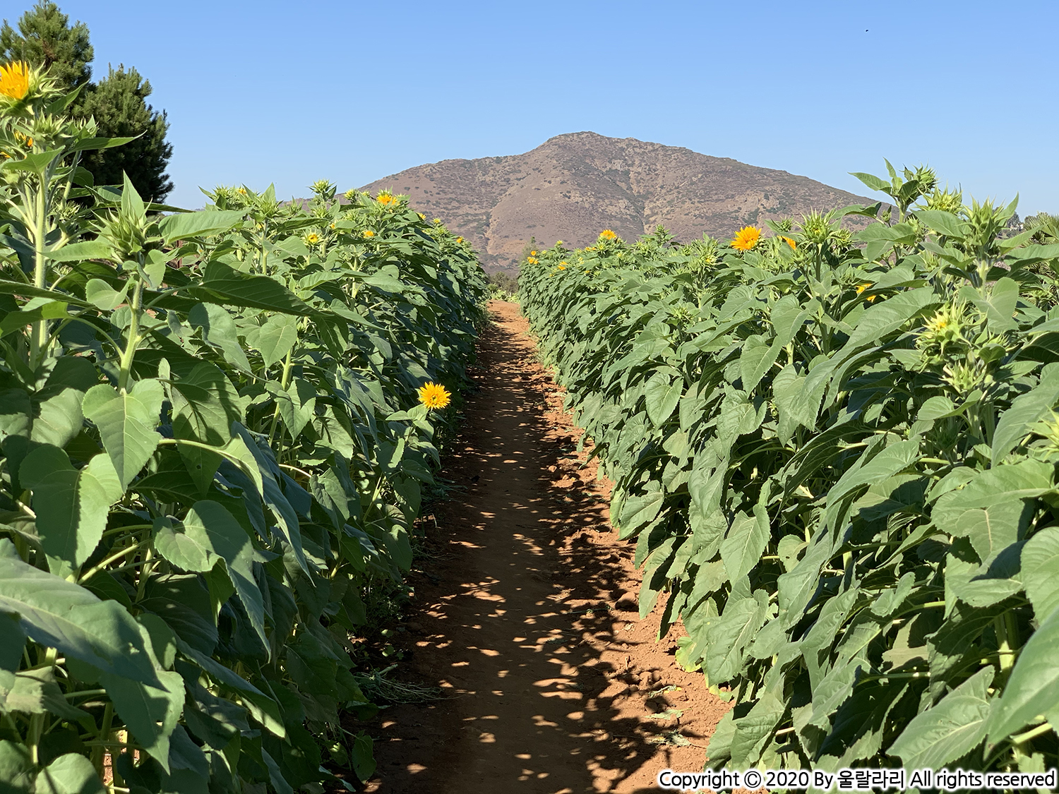 캘리포니아 해바라기 구경하기 좋은 곳 the best sunflower fields in southern california