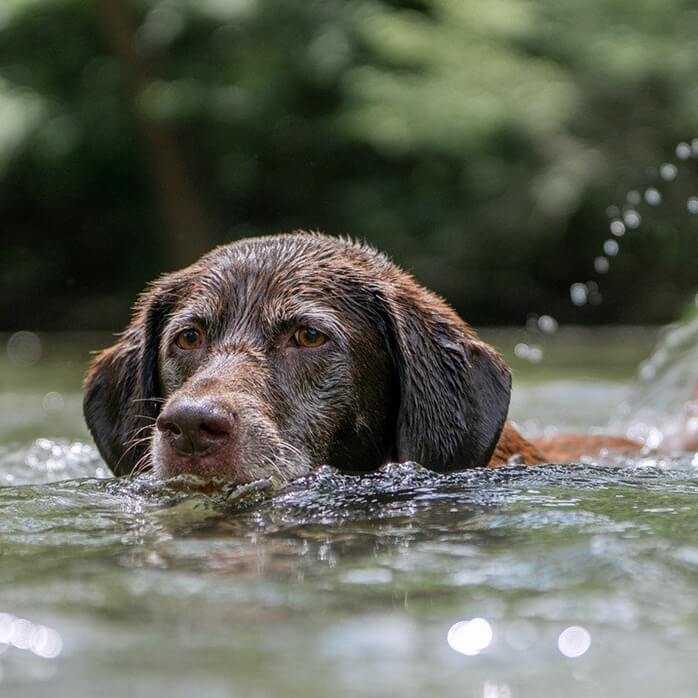 물에서 시원하게 헤엄치고 있는 갈색 개 한마리