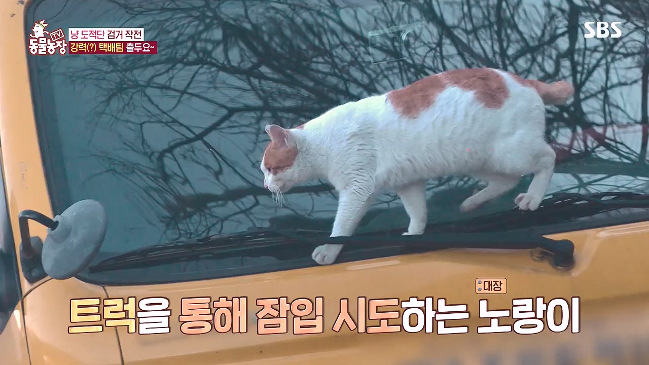 TV 동물농장.E1153.240108p-NEXT.mp4_20240107_173823.492.jpg