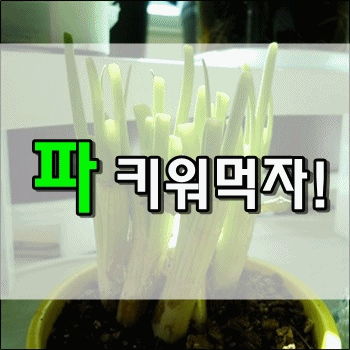  나도 파테크! 집에서 파 키워먹자!