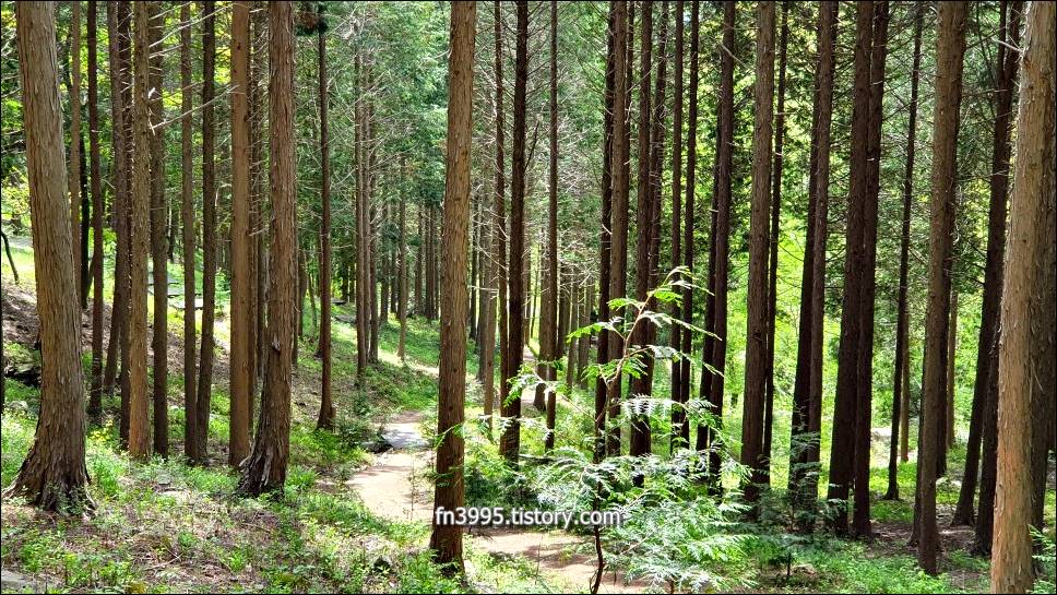 부귀편백숲산림욕장