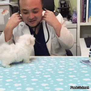  병원 온 아기 말티즈