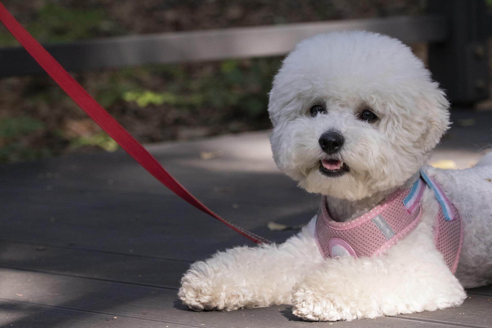 분홍색 옷을 입고 목줄을 하고있는 하얀색 강아지