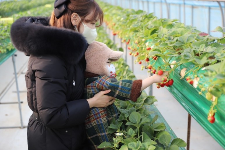 정현딸기농장, 21