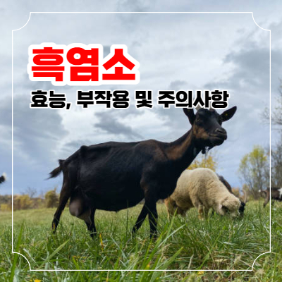 흑염소 효능과 부작용 및 주의사항 포스팅 이미지