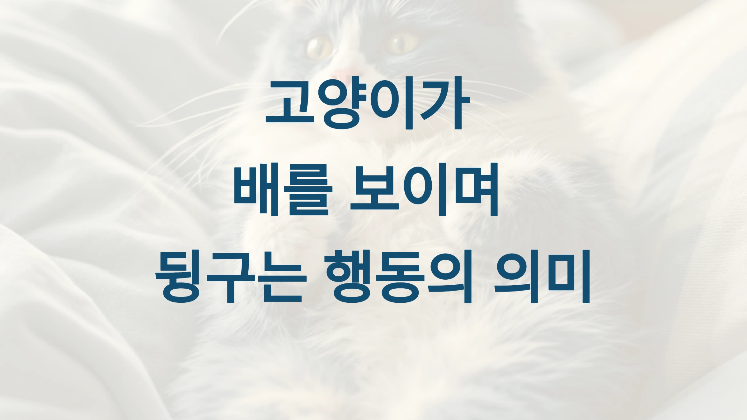 🐱 고양이가 배를 보이며 뒹구는 행동의 의미