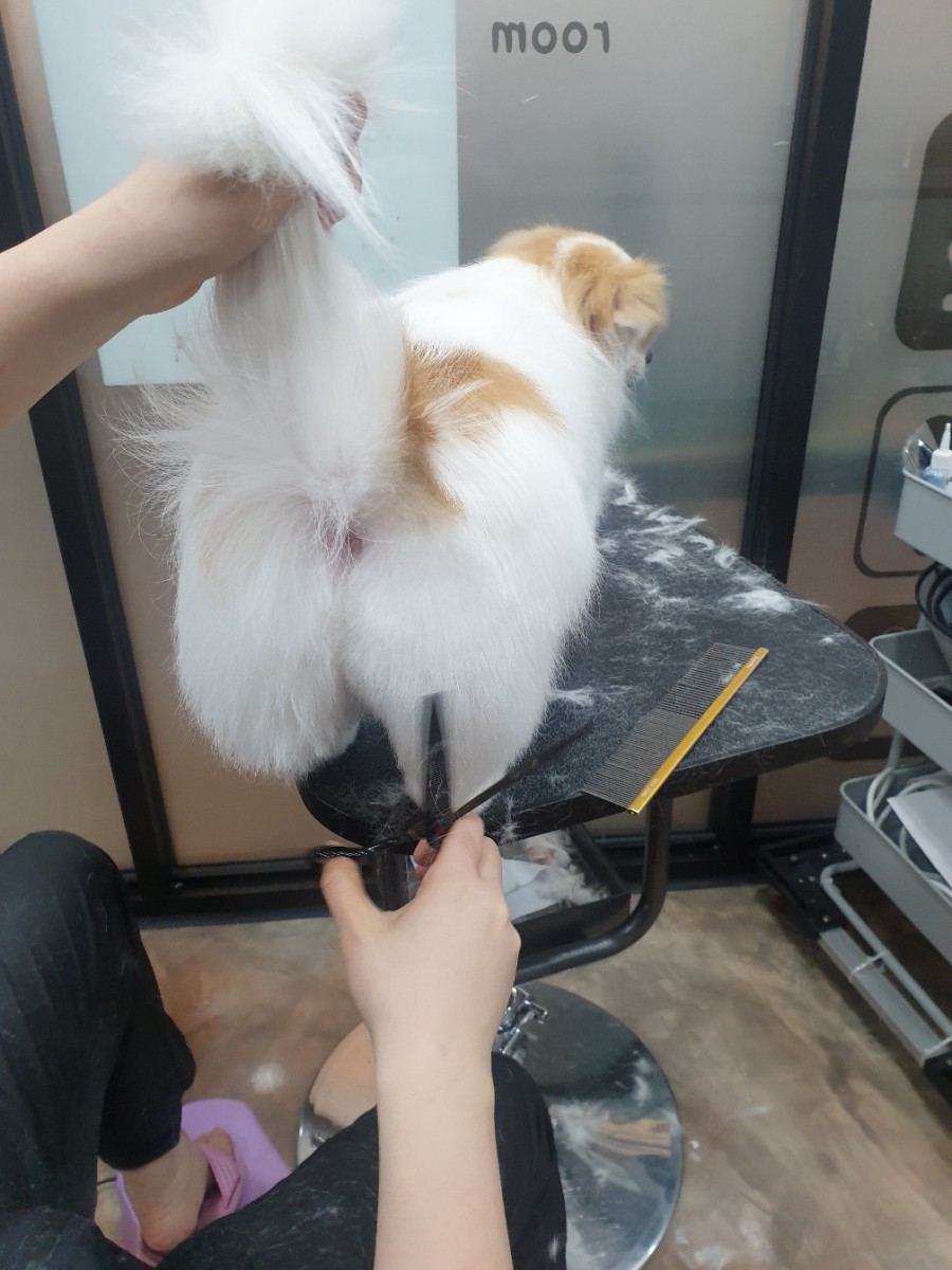 스타일 때문에 고민이시라면?! 블링펫으로~~ 강아지 미용실 스타일 때문에 고민이시라면?! 블링펫으로~~ 강아지 미용실