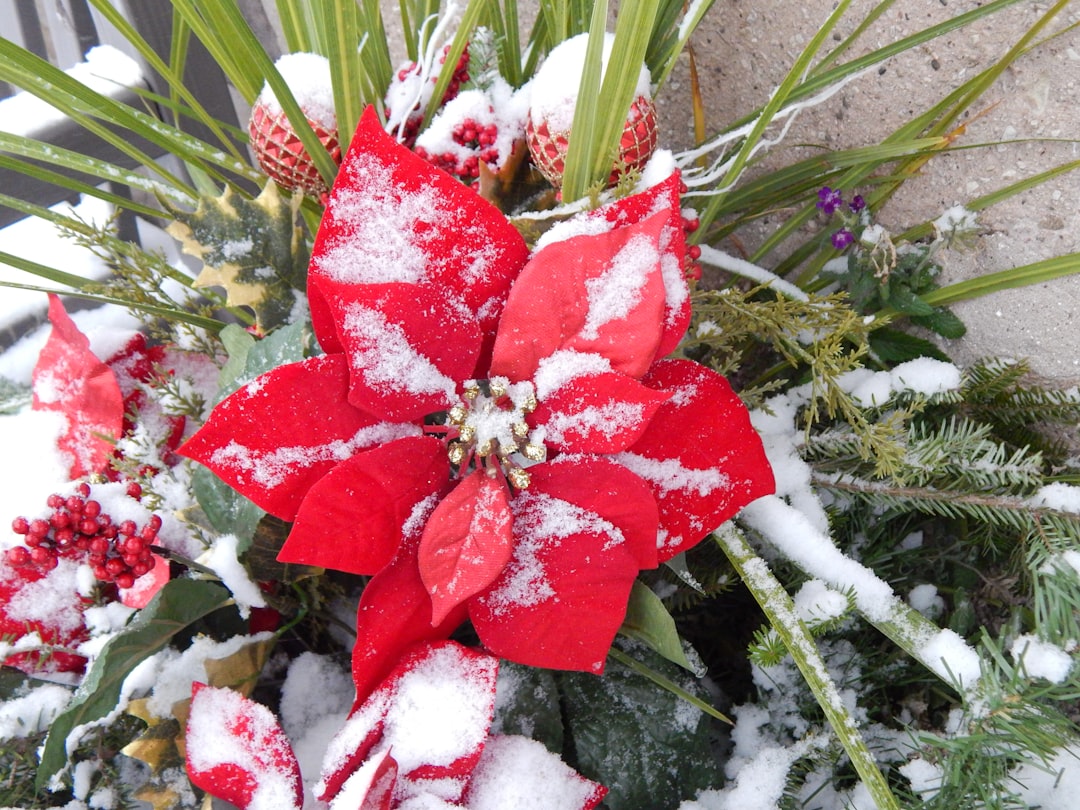 Poinsettia